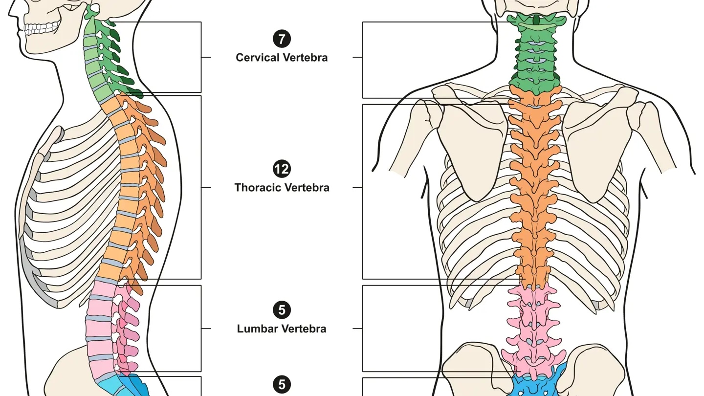 Human Body Spine Diagram